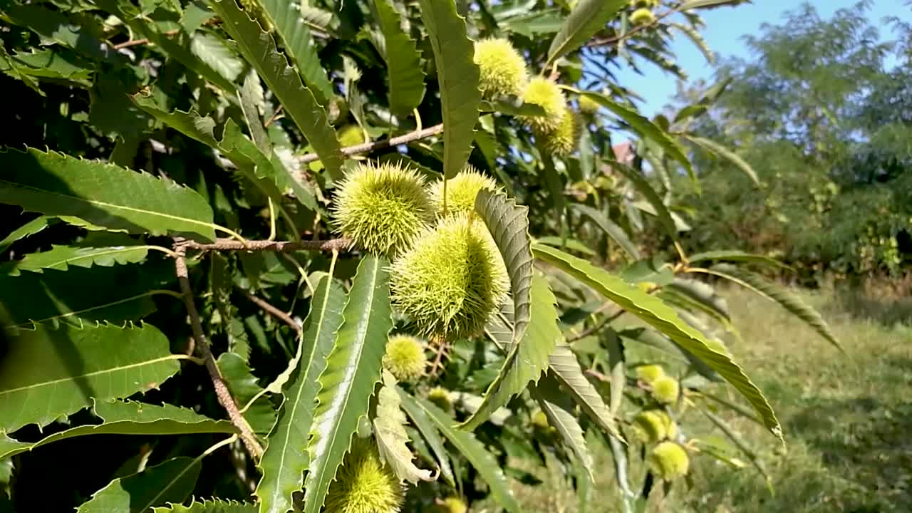 Delicious chestnuts growing in spiny cupules gently moving in an early autumn breeze while insects are flying around