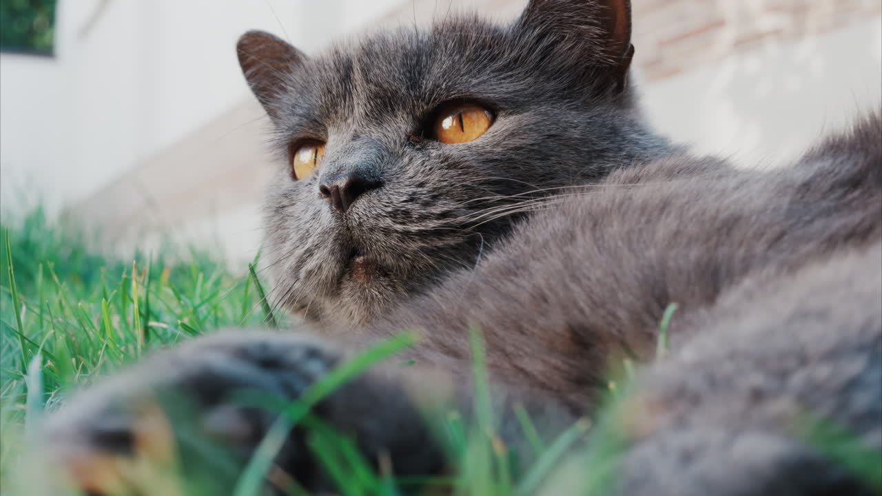 Gatto British Shorthair grigio rilassato che riposa sull'erba verde sotto una luce soffusa