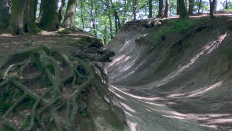 Descubriendo-Las-Raíces-De-Los-árboles-En-El-Bosque-Verde