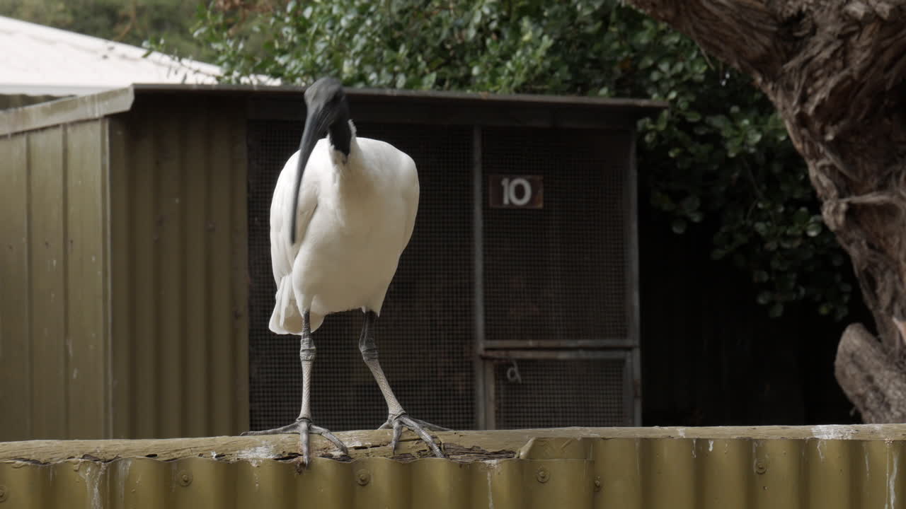 ibis australiano blanco en busca de comida mientras se equilibra en una valla dentro de un santuario de animales