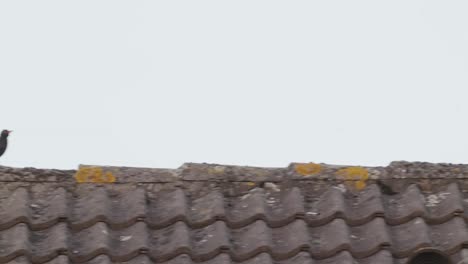 small passerine black bird on brick roof with perching little owl in the chimney