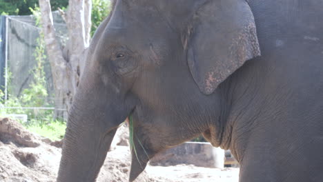 elephant busy eating during their morning feeding at the main city zoo - close up