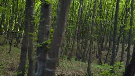 caminando por un sendero forestal