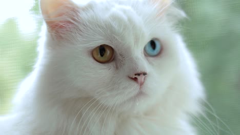 domestic cat with complete heterochromia. white cat with different colored eyes is sitting by the window.