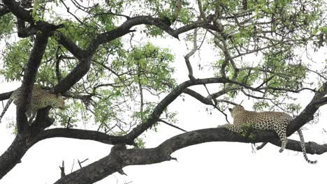 Weite-Aufnahme-Eines-Jungtiers,-Das-Auf-Seine-Mutter-Zuläuft,-Um-Sie-Oben-In-Einem-Baum-Zu-Begrüßen,-Größerer-Krüger