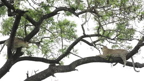 wide shot of a cub running towards its mother to greet her up in a tree, greater kruger