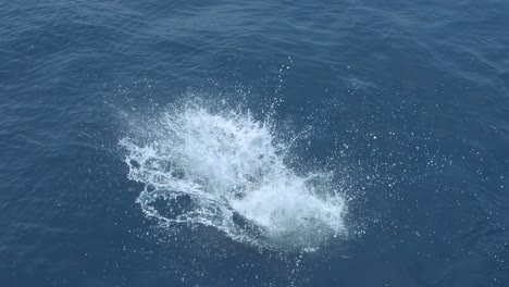 two fishermen release a sailfish back to the ocean in the coasts of guatemala