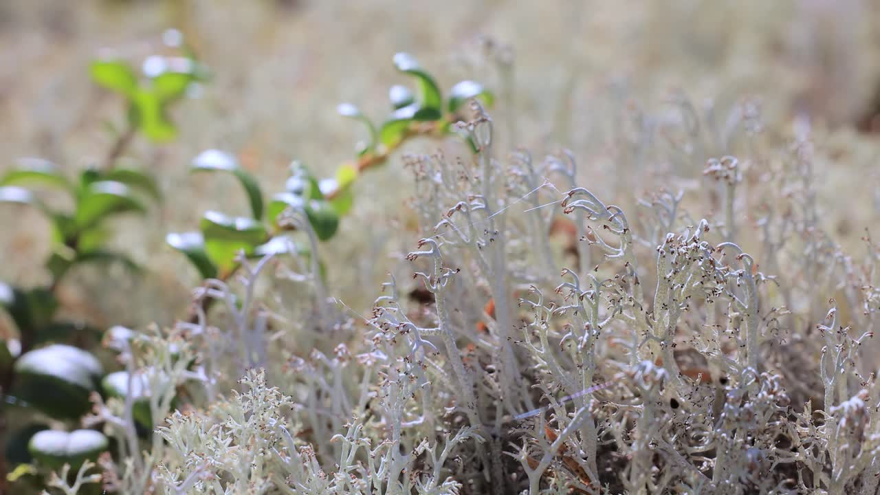 북극  ⁇ 드라 리 ⁇  모스 클라도니아 랭지피리나 (cladonia rangiferina) 로도 알려져 있습니다.