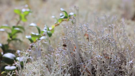 Arctic-Tundra-lichen-moss-close-up.-Cladonia-rangiferina,-also-known-as-reindeer-cup-lichen.