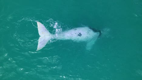 weißes southern right whale kalb in freier wildbahn