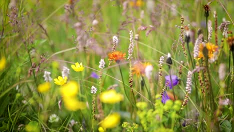 abstract background of alpine flowers.