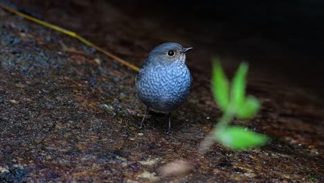 this female plumbeous redstart is not as colourful as the male but sure it is so fluffy as a ball of a cute bird