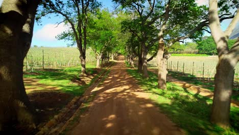 Drone-flying-straight-through-oak-lined-lane-with-gravel-road-on-a-farm-in-Hemel-en-Aarde-valley,-Hermanus,-South-Africa