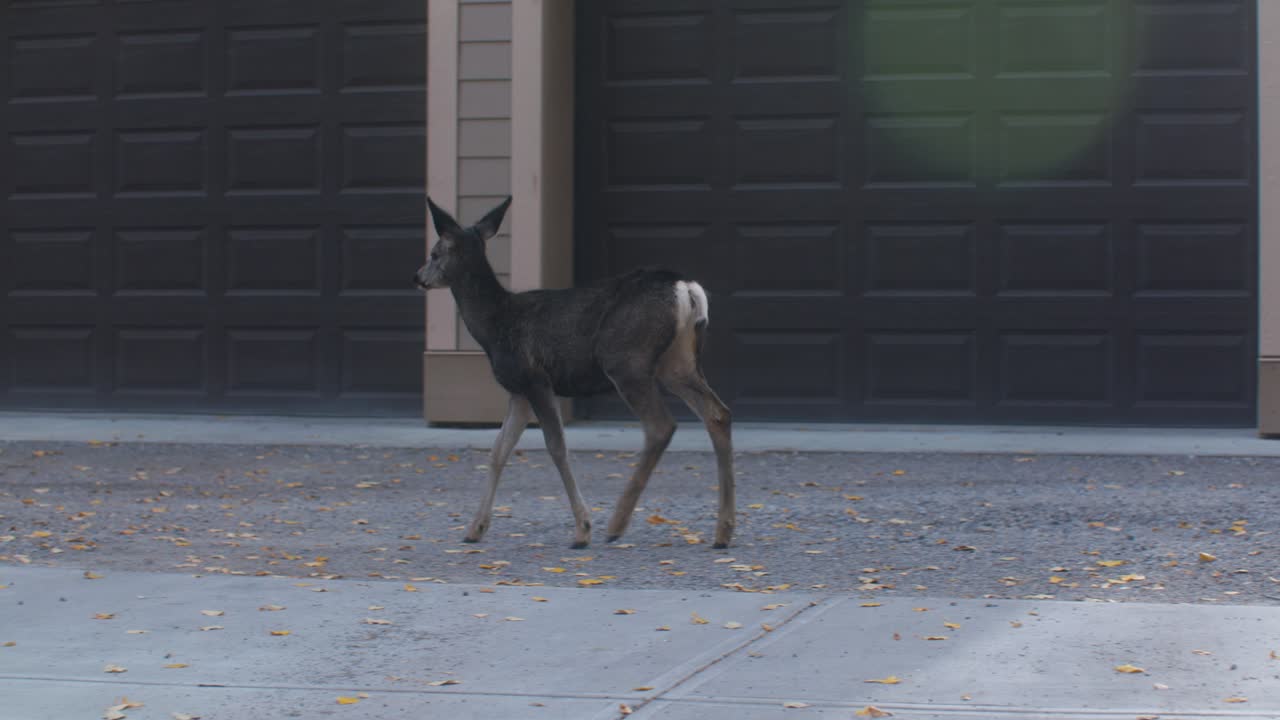 차고 옆 골목을 지나가는 사슴 새끼 사슴