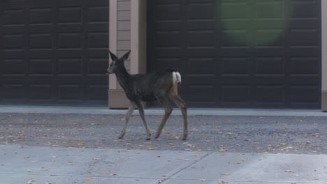 deer fawn passing by in alley by garage