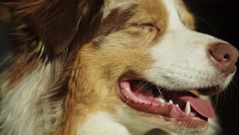 portrait of a beautifully coloured and happy australian shepherd