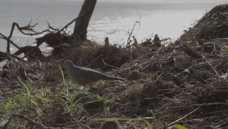 a-zebra-dove-walks-the-through-driftwood-on-the-beach-on-Oahu-Hawaii