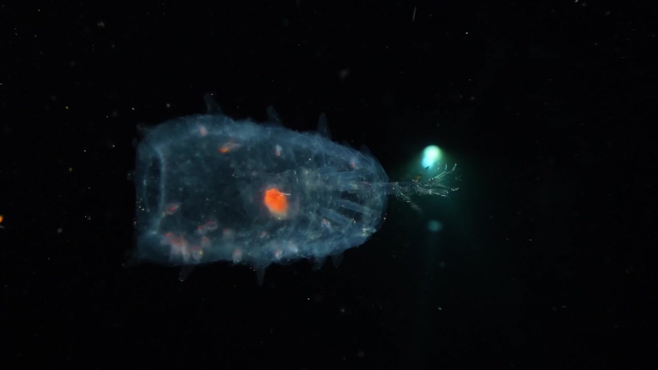 Un grande anfipode Phronima galleggia in un'atmosfera scura e inquietante, con i suoi organi interni rossi visibili mentre le luci dei sub brillano sullo sfondo.