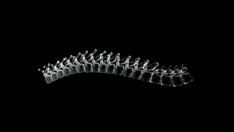 hologram screen 3d of vertebral column in the human body - loop