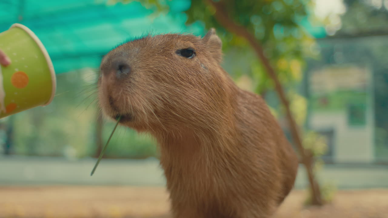 Capybara eating from a cup at the zoo