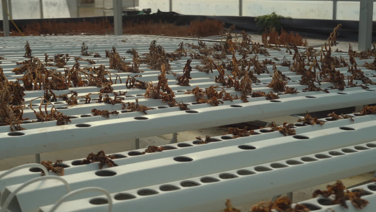 Hydroponic NFT table filled with hundreds of dead plants in a commercial greenhouse due to low water supply and bad farming practices