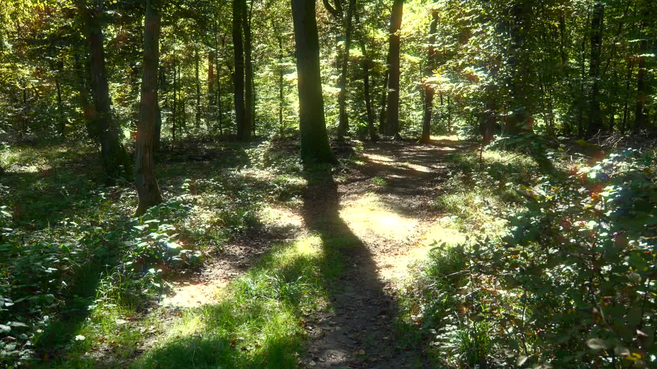 Foresta naturale con sole filtrato dalla nebbia, alte chiome verdi degli alberi, sentiero escursionistico, una bellissima foresta magica.