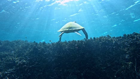 Scene-Of-Swimming-Green-Sea-Turtles-Undersea-During-Sunny-Day