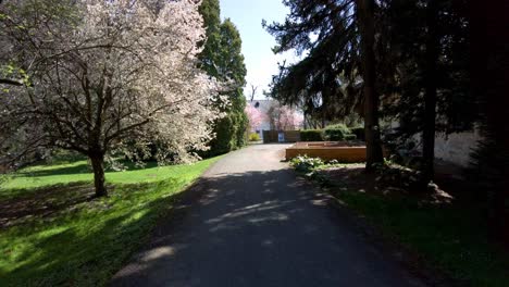 spring blooming botanical garden with path and blossoming cherries in the city of olomouc, czech republic