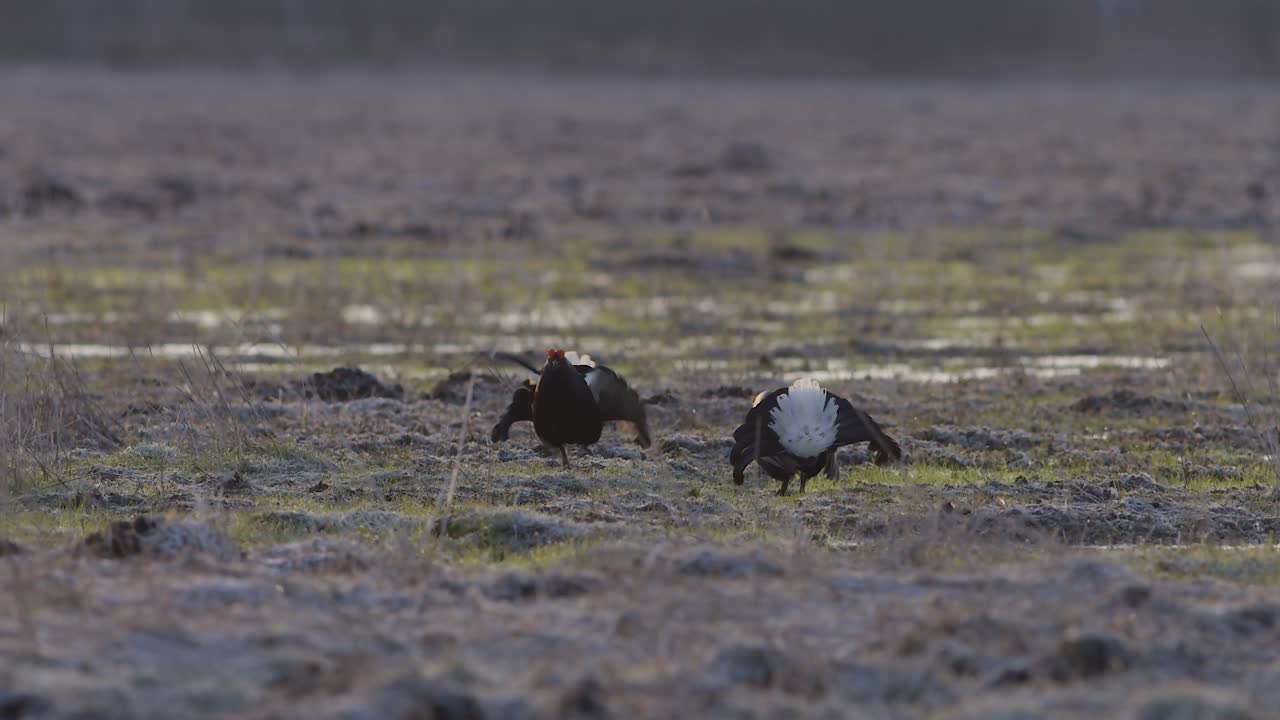 Lotta in lek di accoppiamento di galli forcelli di primo mattino.