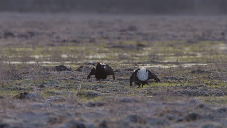 Black-grouse-breeding-lek-fight-in-early-morning