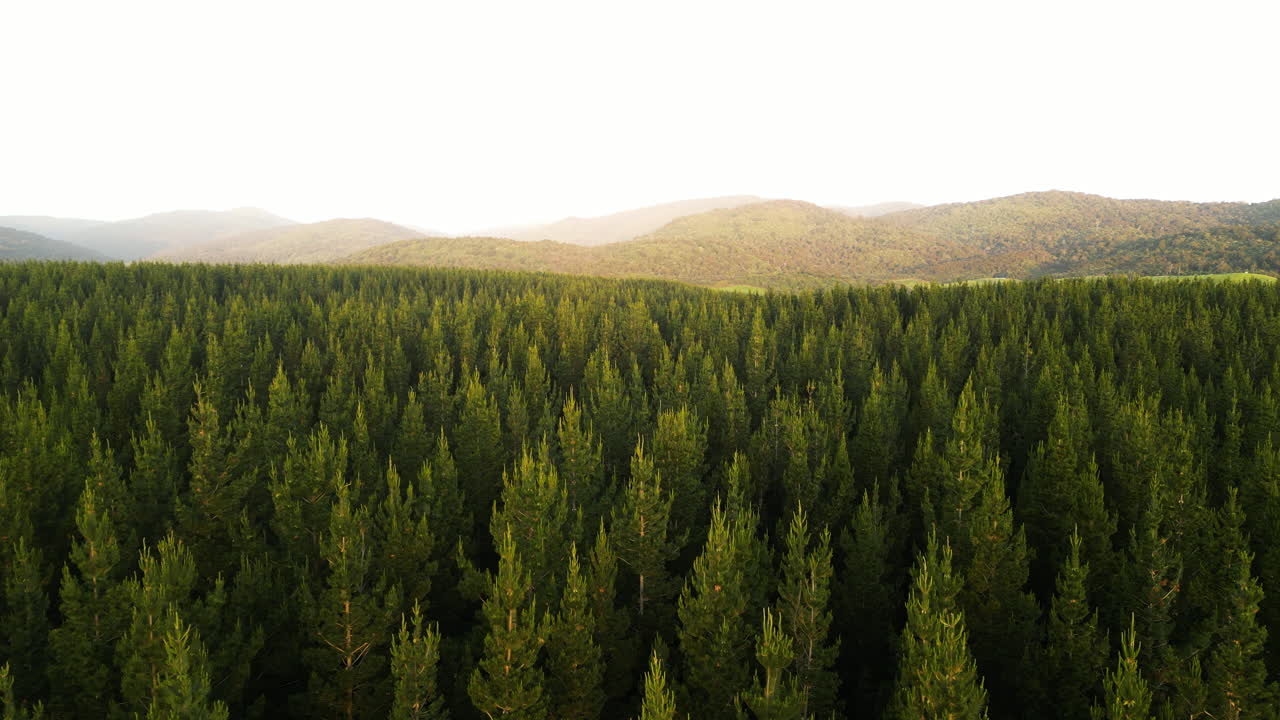 密集的松树林照亮但温暖的黄色阳光,空中景色