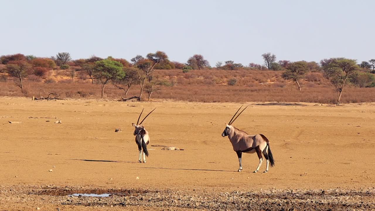 el movimiento del chacal atrae la atención de dos gemsbok oryx en el desierto