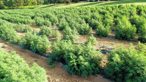 low flying drone shot of field of hemp marijuana plants in pennsylvania on beautiful sunny afternoon