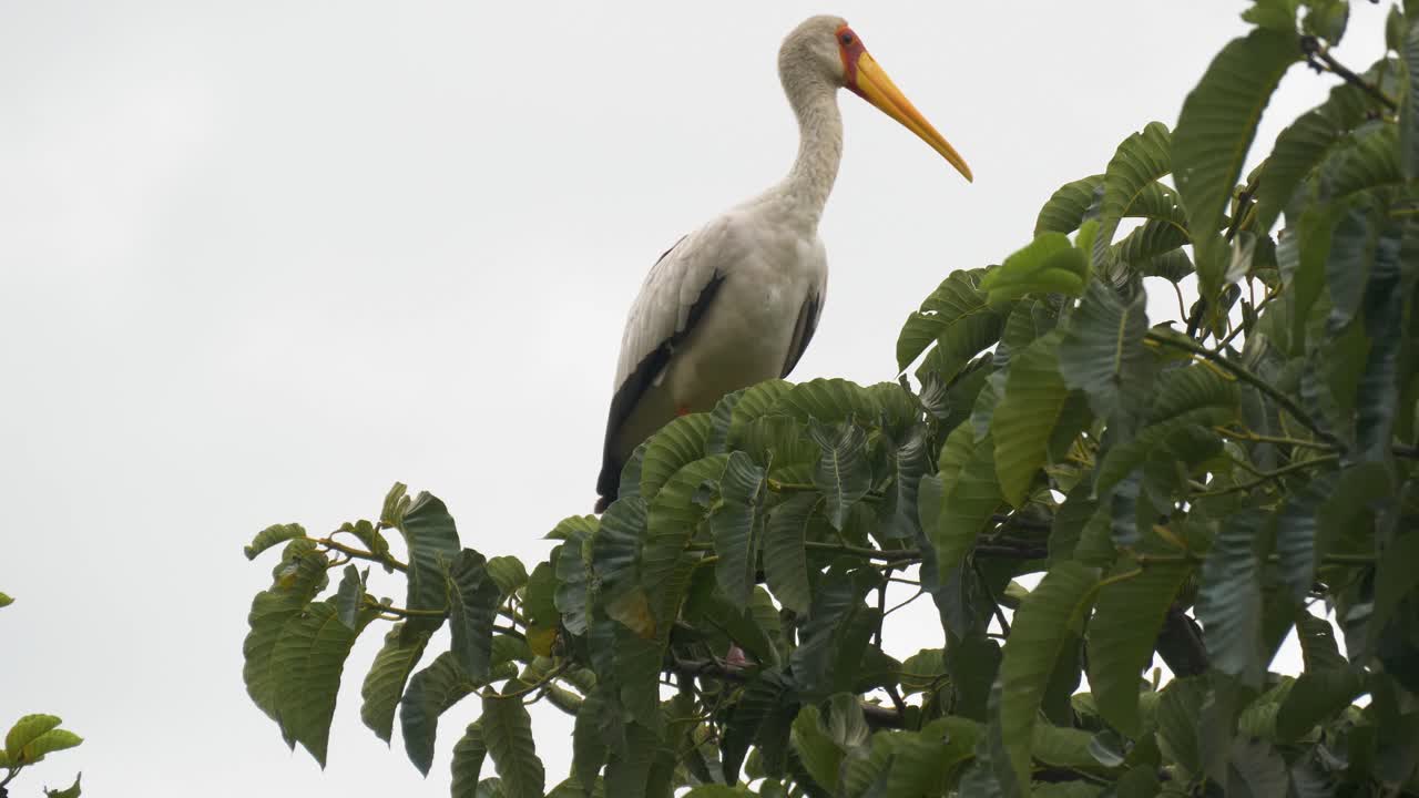 노란 청구 황새가 아프리카의 나무에 평화롭게 앉아 있다
