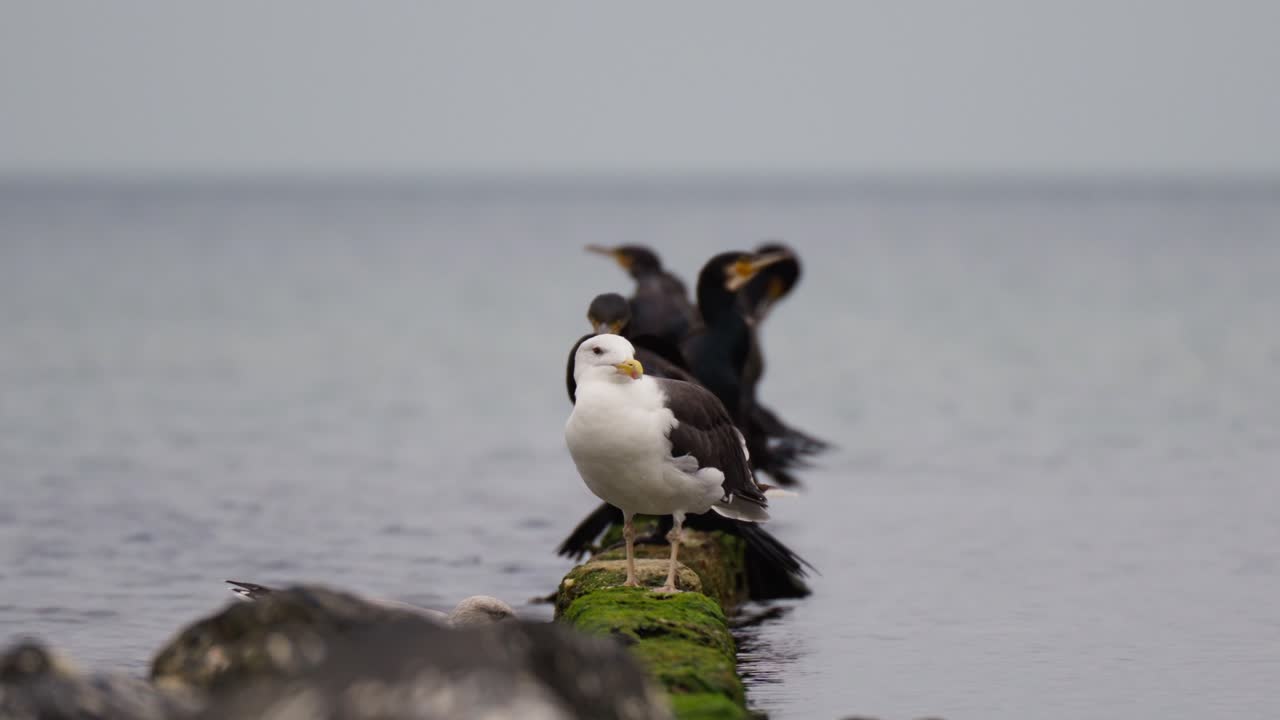 toma de una gaviota y pájaros negros parados en troncos de árboles de madera en el agua del mar del norte
