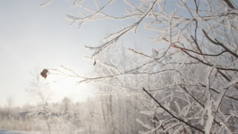 frosty branches in winter landscape