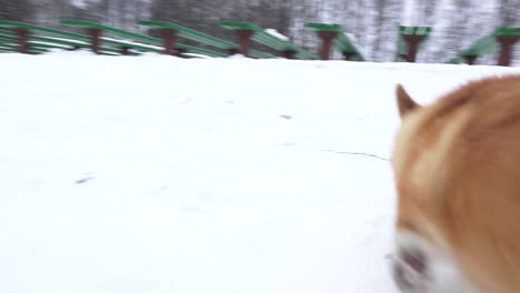 A-corgi-dog-walks-outside-in-winter