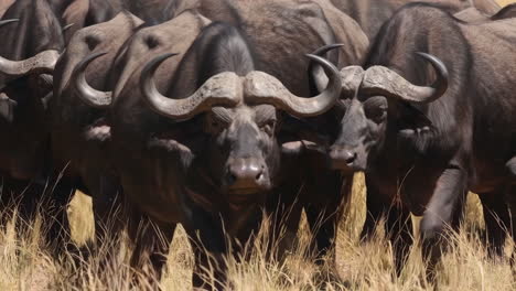 african buffalo herd in savanna