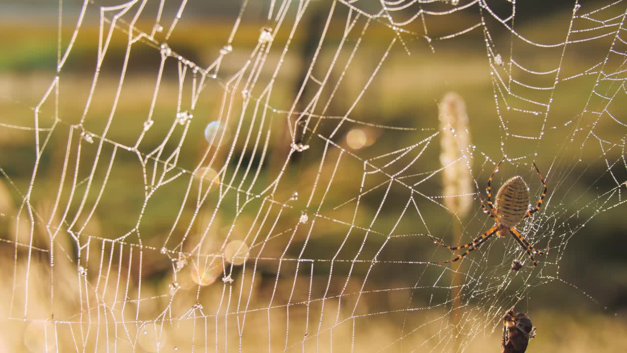 A wide shot with a rack focus from to the blurred grassy background to a spider on its dew-covered web , highlighting intricate web details and natural surroundings.