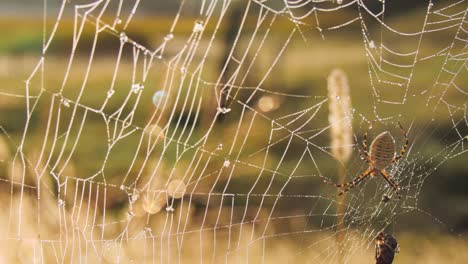a wide shot with a rack focus from to the blurred grassy background to a spider on its dew-covered web , highlighting intricate web details and natural surroundings.
