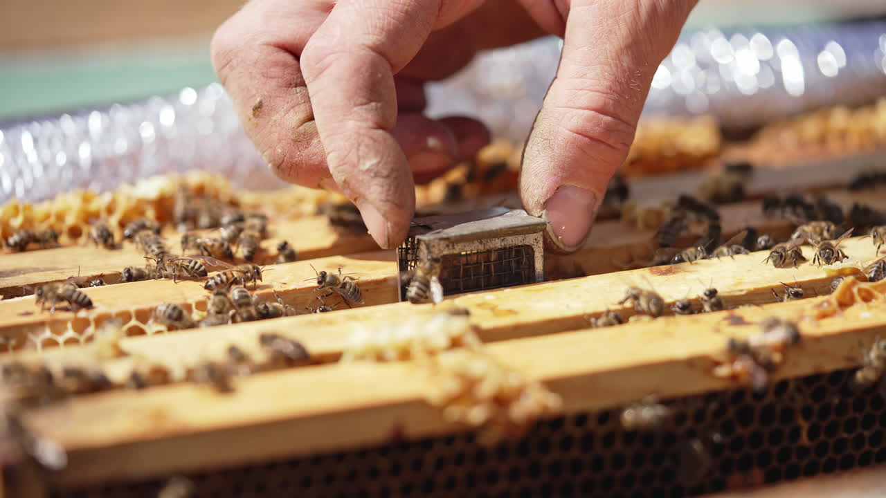 Beekeeping process. Beekeeper's hand putting small box with a queen bee into the hive. Busy bees crawling on frames in a hive. Close-up. Apiculture concept.