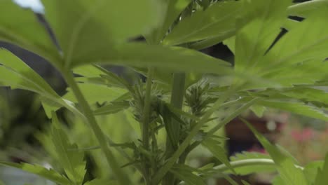 planta de cannabis y hojas en crecimiento macro tiro de inclinación