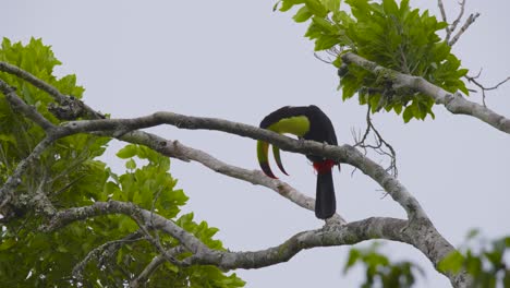 Witness-the-colorful-toucan-perched-among-green-foliage