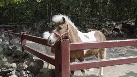 A-petting-zoo-paddock-with-a-beautiful-Shetland-Pony-standing-looking-over-the-fence-on-a-sunny-day-outdoors