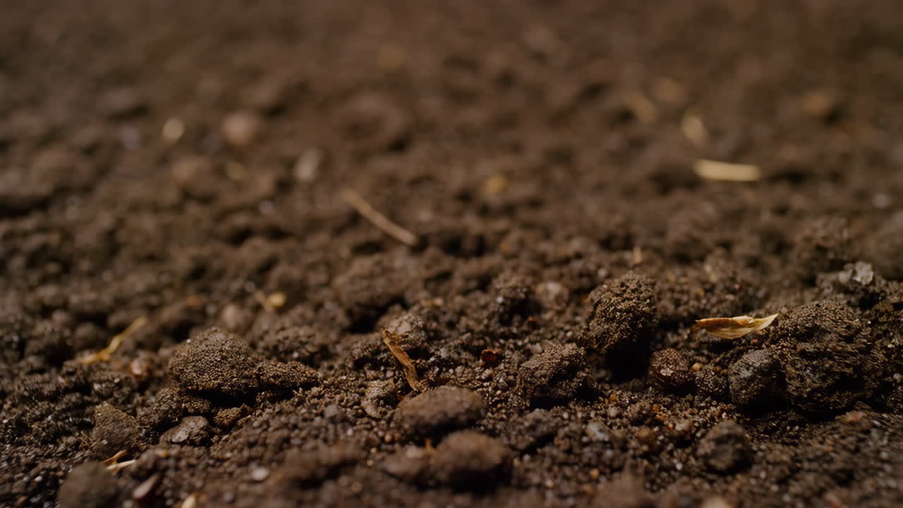 Close-up of Rich, Dark Soil