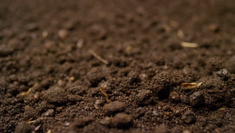 close-up of rich, dark soil