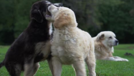 cachorros de perro jugando frente a su madre, lindos animales de fondo natural