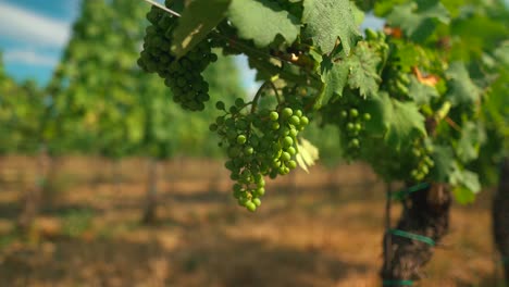 closeup shot of vines in the vineyard