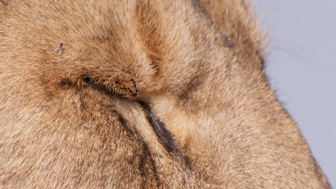 Close up of a lion's closed eyes during the morning in Kenya