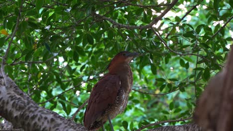 la garza nocturna malaya se alza en la rama de un árbol, emite llamadas guturales para disuadir posibles perturbaciones, camuflándose bajo el dosel en su hábitat natural, toma de cerca